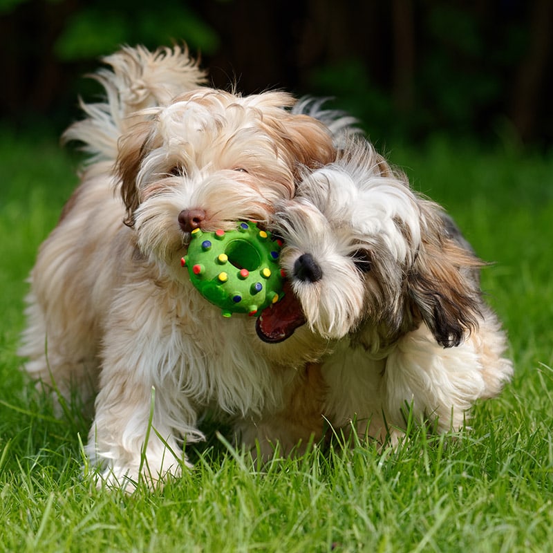 havanese-puppies-for-sale-houston