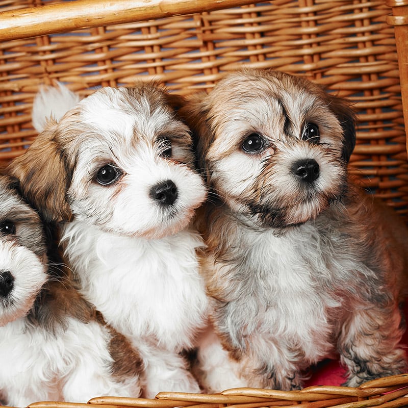 havanese-puppies-for-sale